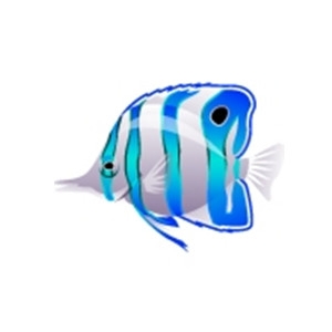 Azure Butterflyfish